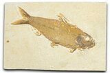 Detailed Fossil Fish (Knightia) - Wyoming #348078-1